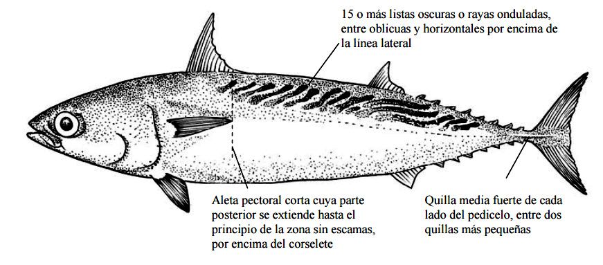 Auxis thazard thazard_01.jpg